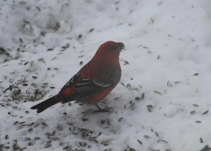 Neljän Tuulen Tupa Aamiaismajoitus