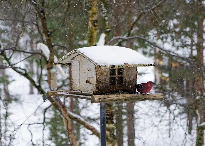 Neljän Tuulen Tupa Aamiaismajoitus