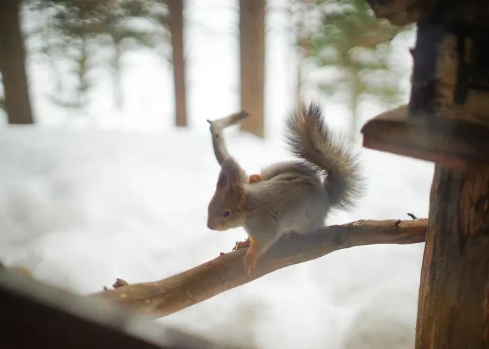 Aamiaismajoitus Neljän Tuulen Tupa Kaamanen